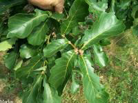 Liaotung Oak Foliage