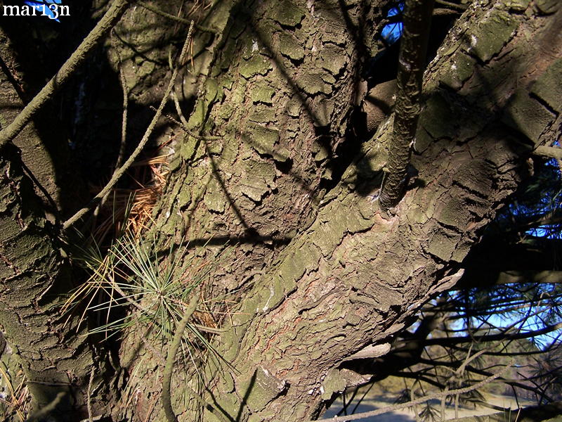 Limber Pine Bark