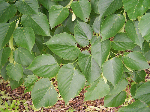 Tree Family Tiliaceae