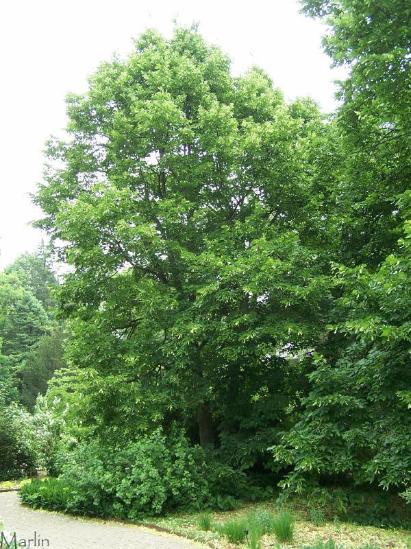 Little-Leaved Linden Tree