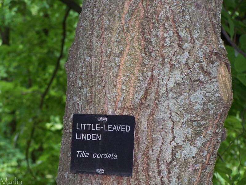 Little-Leaved Linden