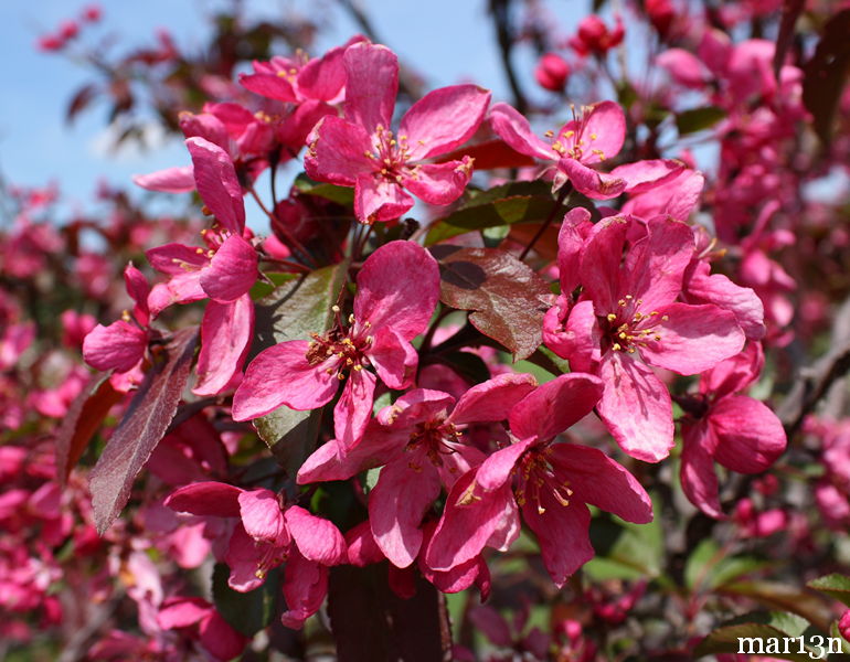 Liset crabapple blossoms