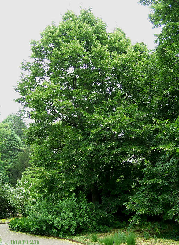 healthy linden tree