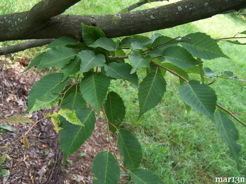 Loose-Flowered Hornbeam foliage