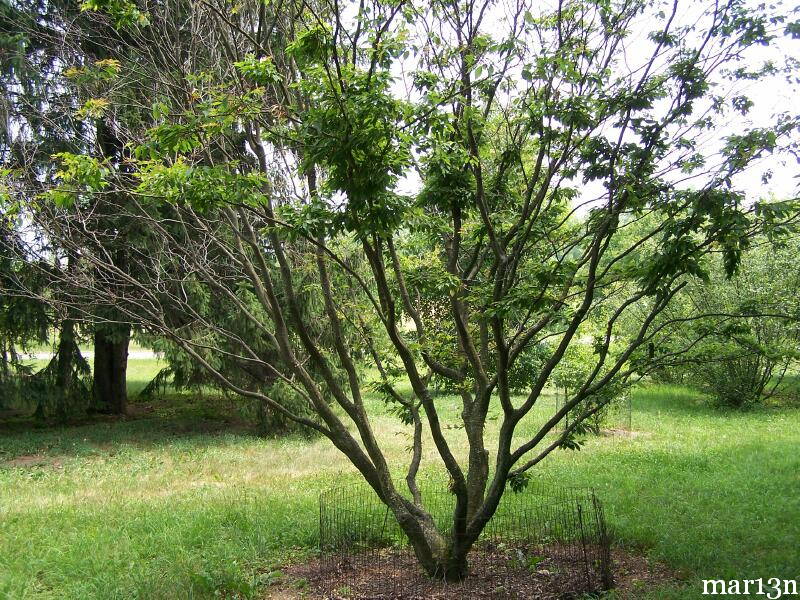 Loose-Flowered Hornbeam
