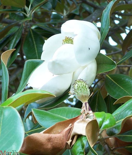 magnolia tree blossom. southern magnolia tree flower.