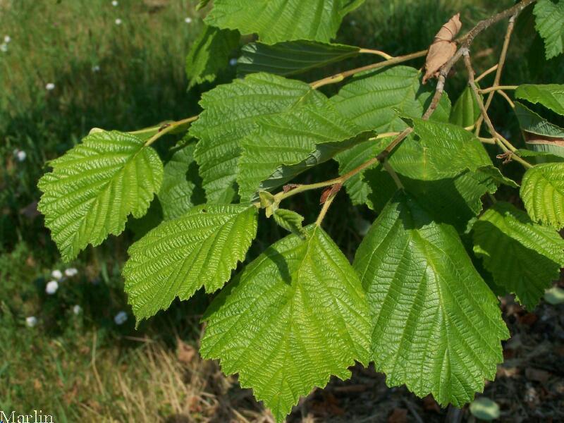 Manchurian Alder