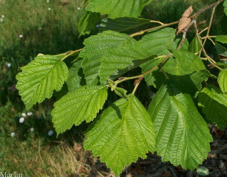 Manchurian Alder Foliage