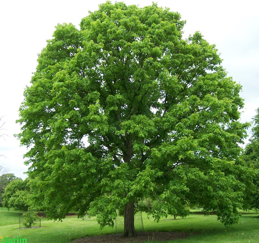 color photo Miyabe Maple in green summer foliage