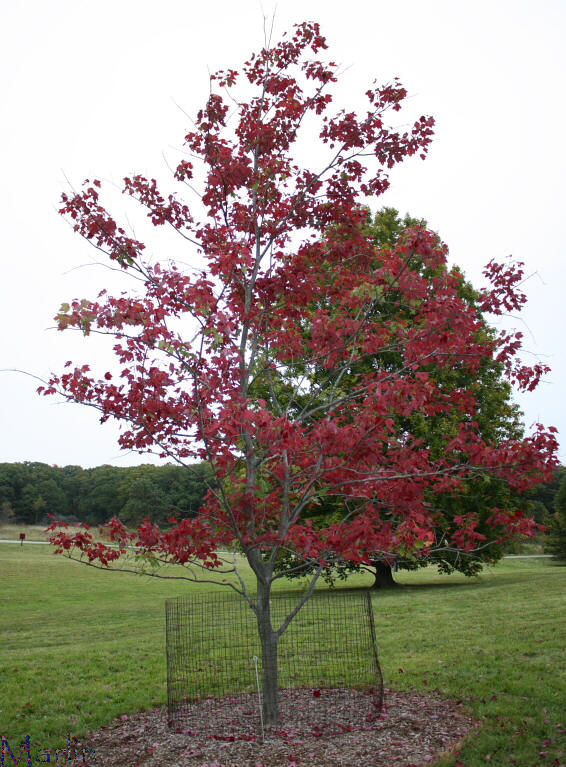 Schlesinger Red Maple Habit