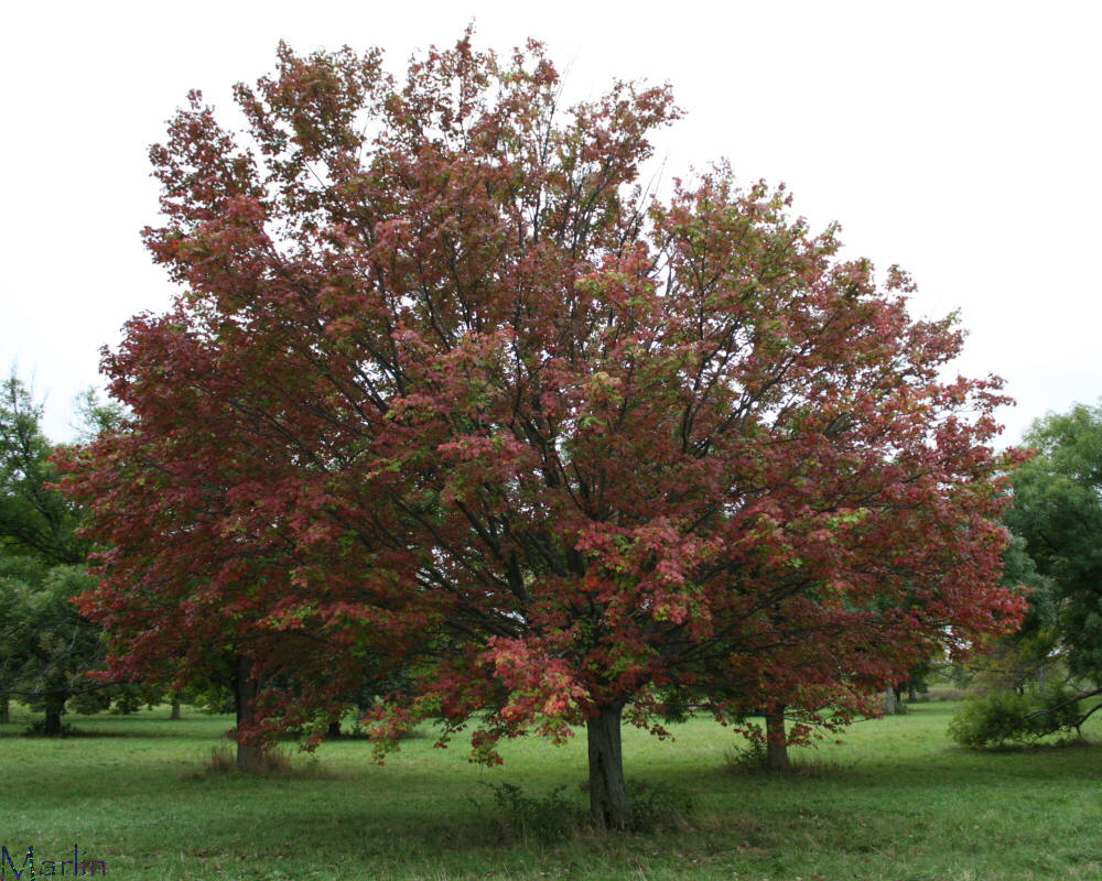 Tilford Red Maple