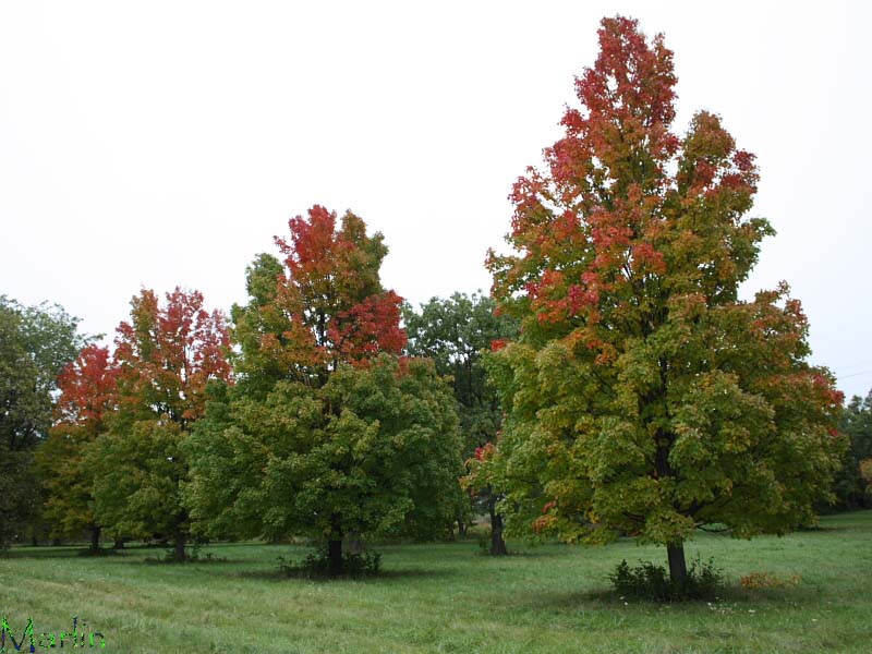 Bowhall Red Maple