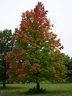 Bowhall Red Maple - Acer rubrum 'Bowhall'
