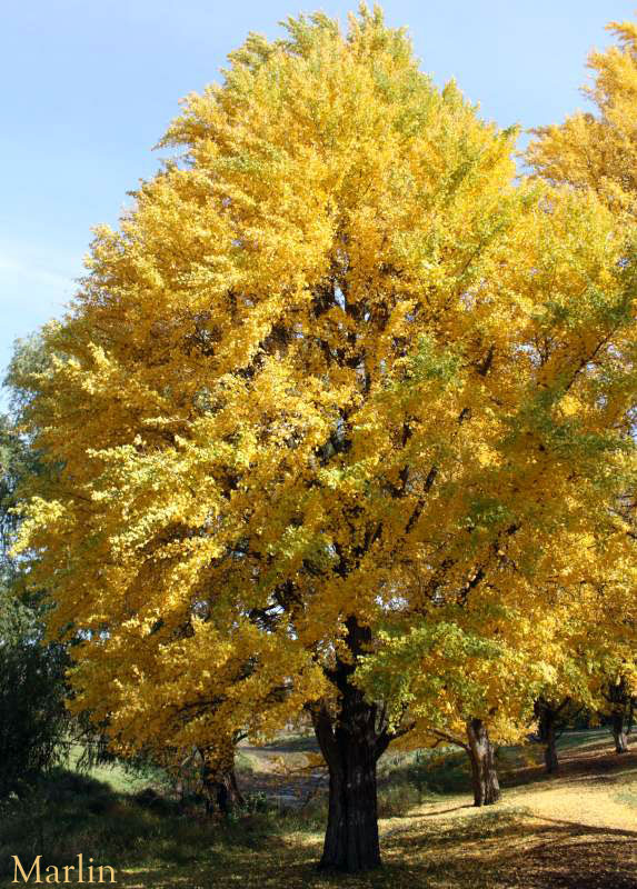 Ginkgo tree in fall colors