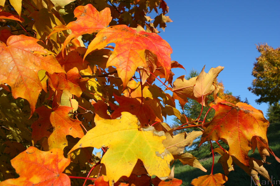 Green Mountain Sugar Maple