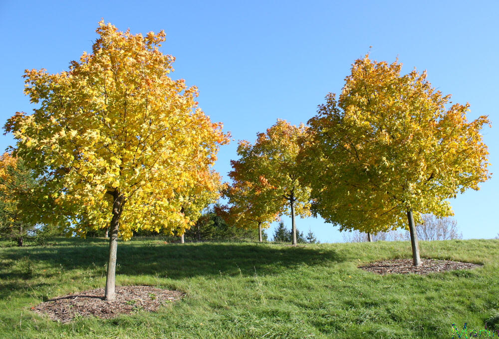 Green Mountain Sugar Maple