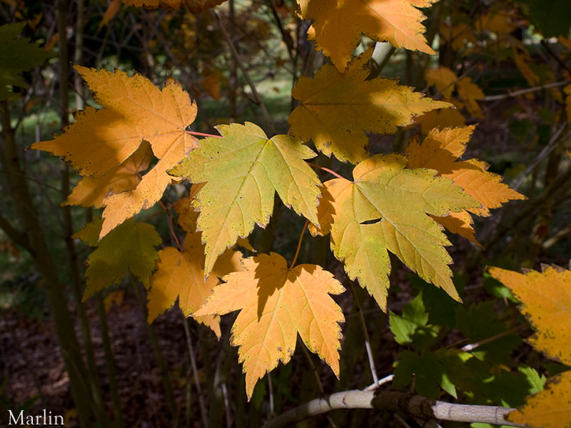 Hairy-veined Maple fall foliage