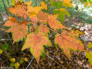 Hairy-veined Maple - Acer barbinerve