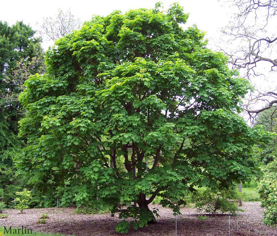 color photo Painted Maple Tree in green summer foliage
