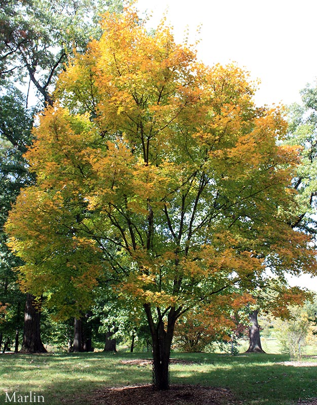 Painted Maple in autumn colors