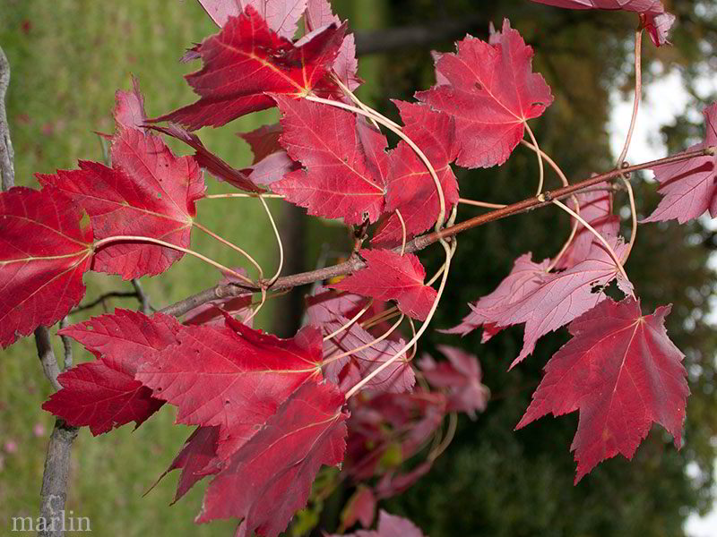 red maple foliage