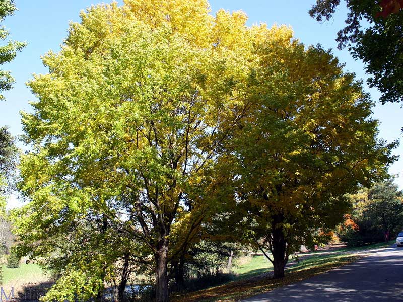 State Street Miyabe Maple