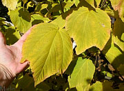 Striped Maple - Acer pensylvanicum