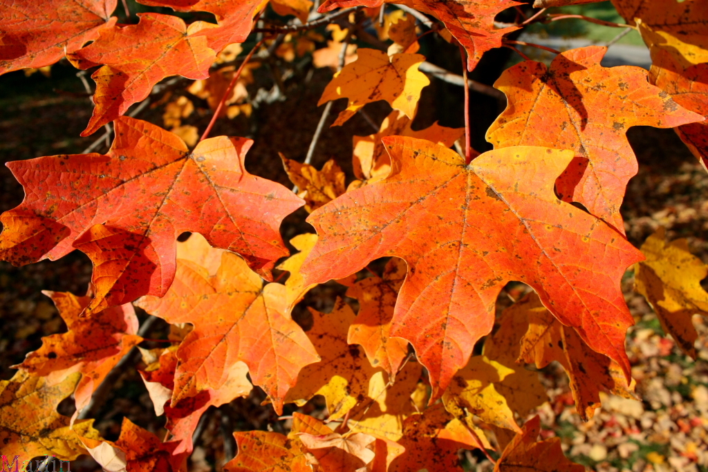 Sugar Maple Autumn Foliage