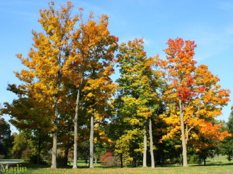 Sugar Maple - Acer saccharum