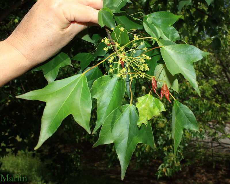 Trident Maple foliage and flowers