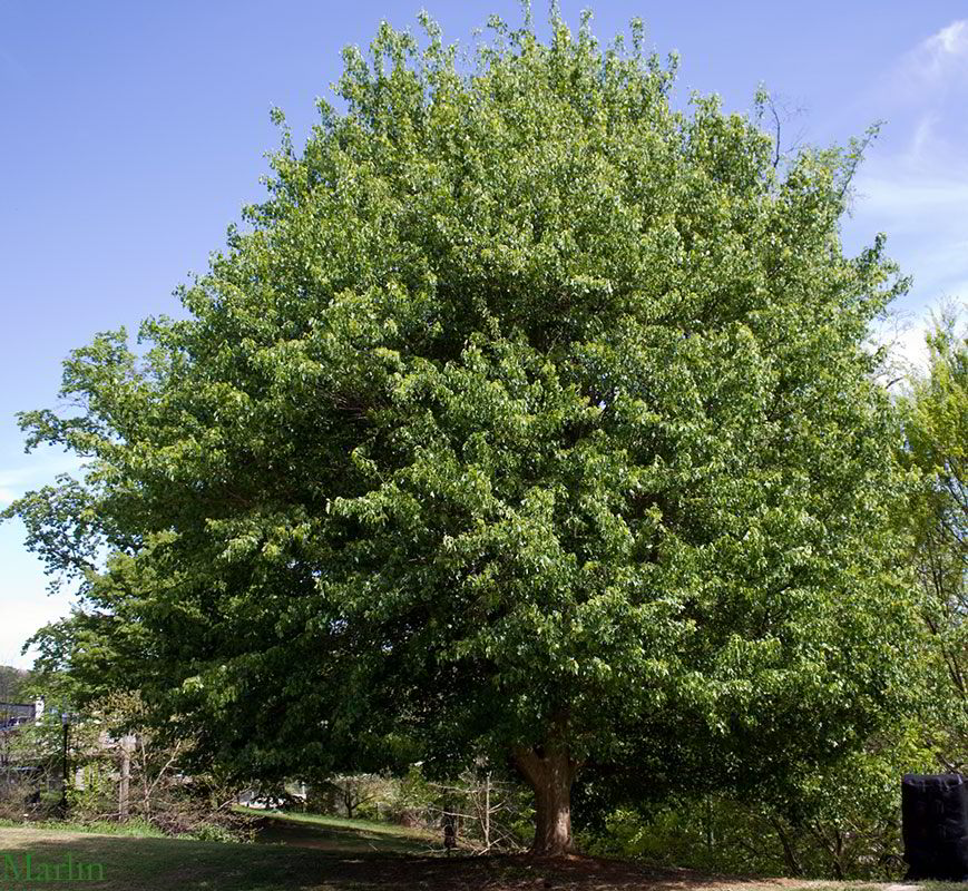 Trident Maple at Atlanta Botanical Garden