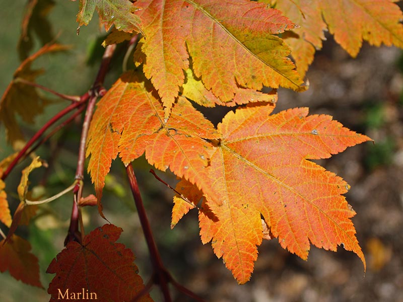 Tschonoski Maple fall foliage