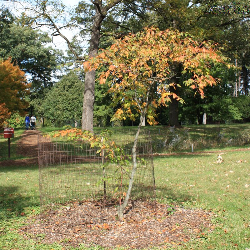 Tschonoski Maple, Morton Arboretum acc. 289-73*3