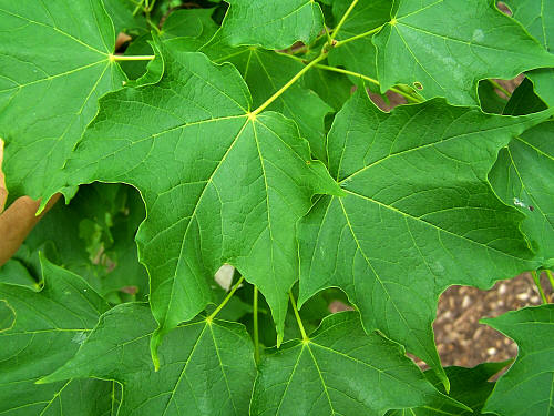 Tree Family Aceraceae - Maples