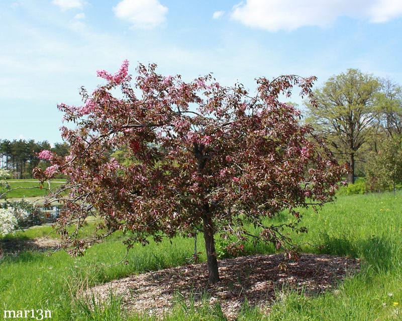 Maria Crabapple tree