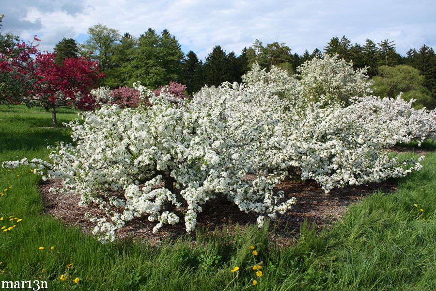 Mary Potter Crabapples