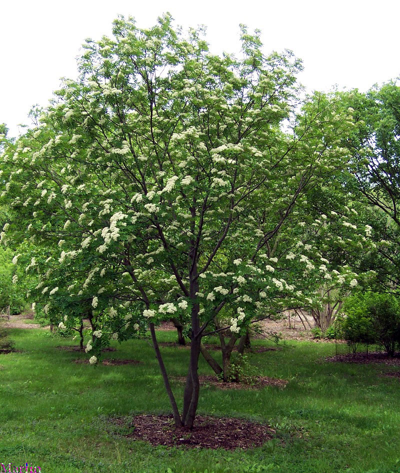 Chinese Mountain-ash