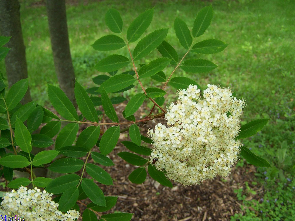 Chinese Mountain-ash