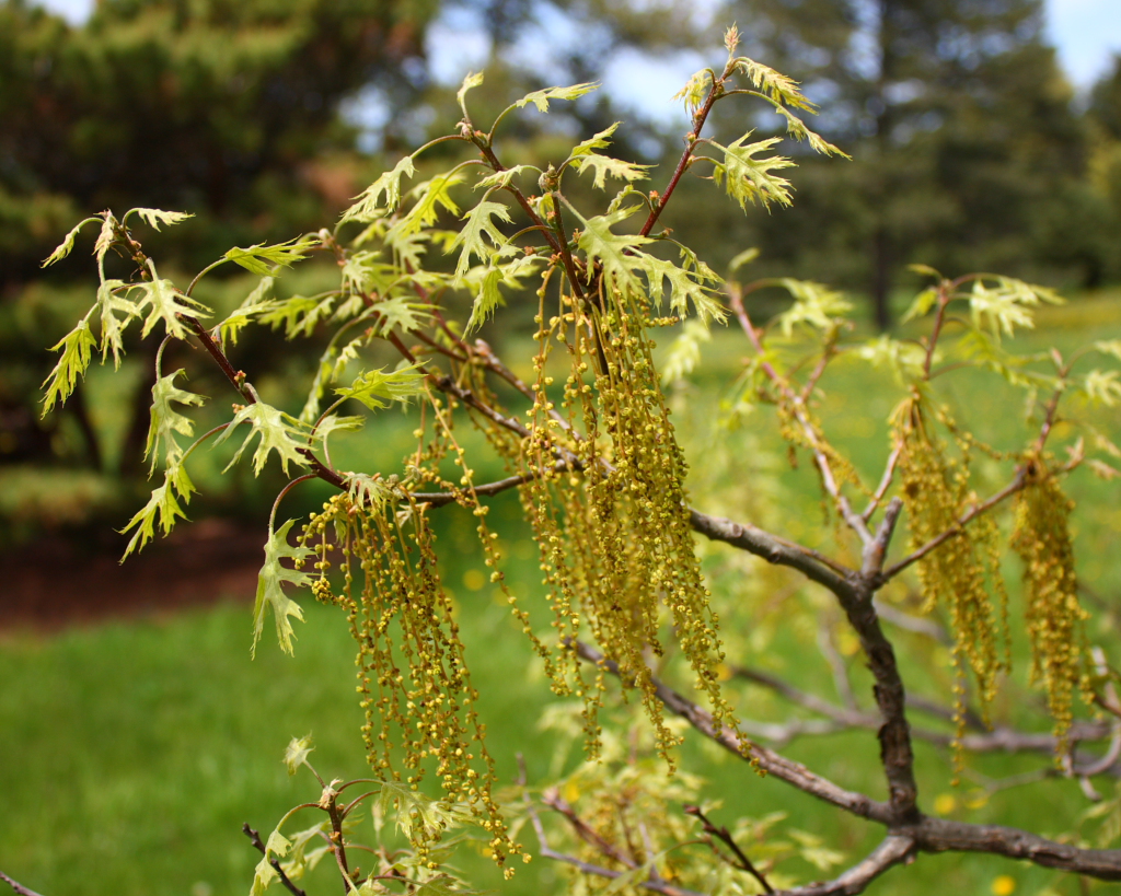Nutall Oak - Quercus nuttallii 