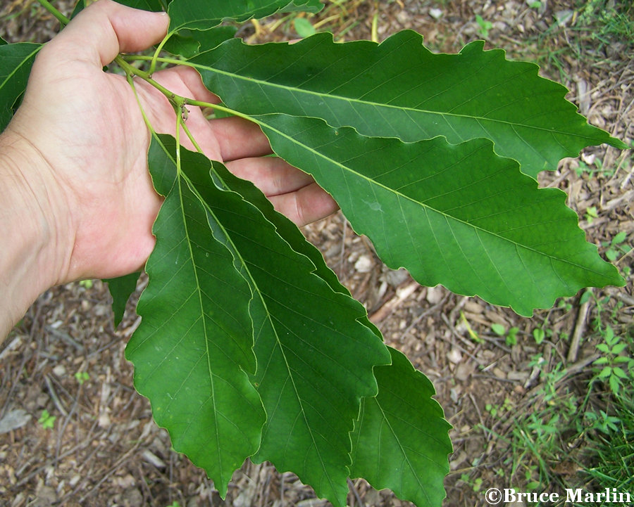 Chinquapin Oak Leaflets