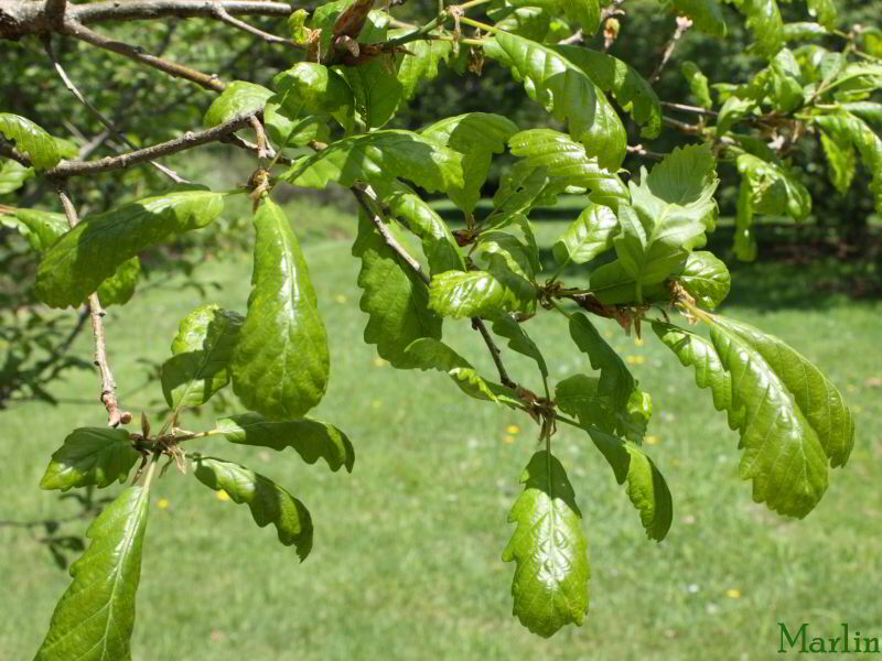 Durmast Oak Foliage