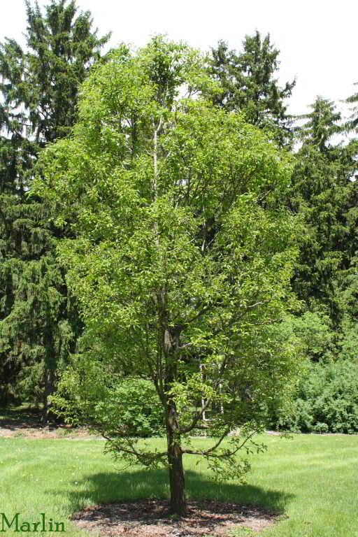 Durmast Oak - Quercus petraea