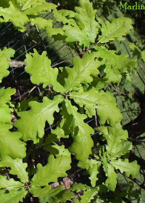 Young English Oak foliage in spring colors