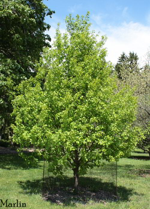 Young English Oak in spring colors