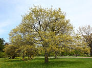Nutall Oak - Quercus nuttallii 