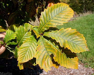 Mongolian Oak Foliage