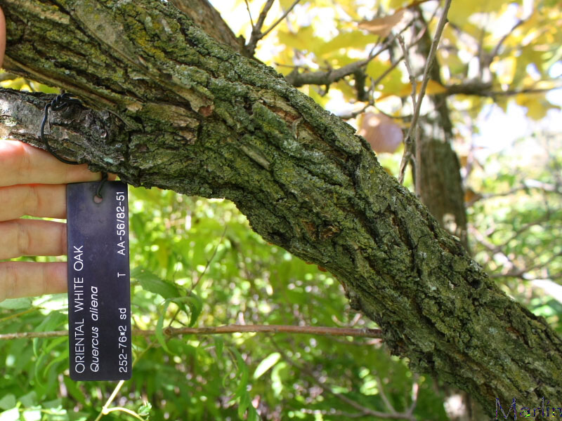 Oriental White Oak Bark