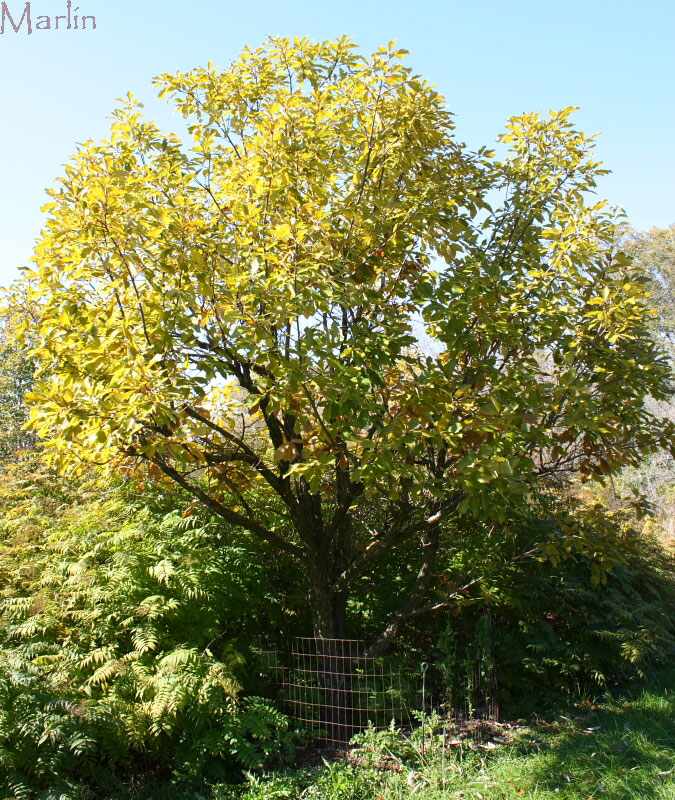 Oriental White Oak Tree