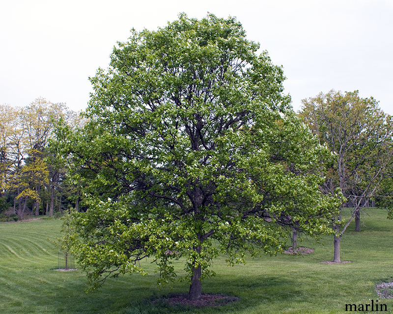 Swamp White Oak - Quercus bicolor