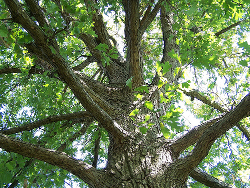 Tree Family Fagaceae - Beeches, Chinkapins and Oaks